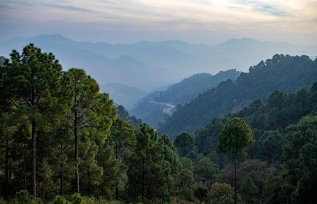The Heritage Home Kasauli I Pine View Serviced Villa I Best Seller I Vacations I Family Events I Sky Bonfire I Kasauli By Exotic Stays Ngoại thất bức ảnh